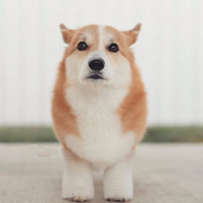 Geordi La Corgi