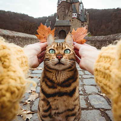 Suki Cat