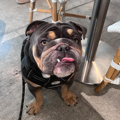 Franki the Bully