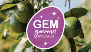 GEM Avocado